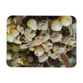 Mühltrauben mit edlem Fäule. zur Erntezeit Magnet (Horizontal)