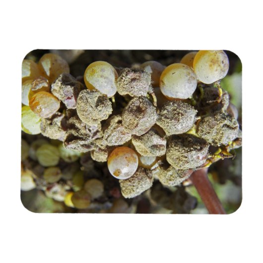 Mühltrauben mit edlem Fäule. zur Erntezeit Magnet (Horizontal)