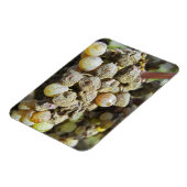 Mühltrauben mit edlem Fäule. zur Erntezeit Magnet (Linke Seite)