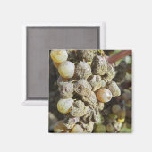 Mühltrauben mit edlem Fäule. zur Erntezeit Magnet (Vorderseite/Rückseite)