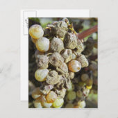 Mühltrauben mit edlem Fäule. zur Erntezeit Postkarte (Vorne/Hinten)