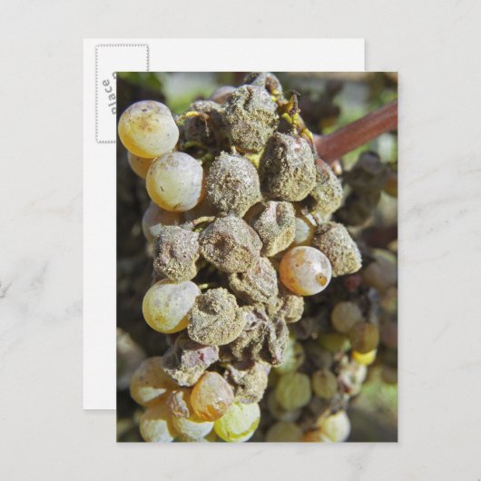 Mühltrauben mit edlem Fäule. zur Erntezeit Postkarte (Vorne/Hinten)