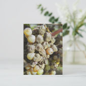 Mühltrauben mit edlem Fäule. zur Erntezeit Postkarte (Stehend Vorderseite)