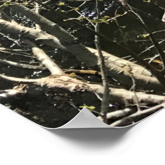 Muir Creek, Oregon Poster (Ecke)