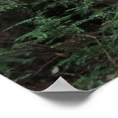 Muir Woods Bach Waldlandschaft Poster (Ecke)
