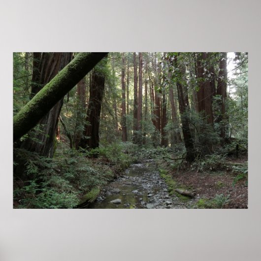 Muir Woods Bach Waldlandschaft Poster (Vorne)