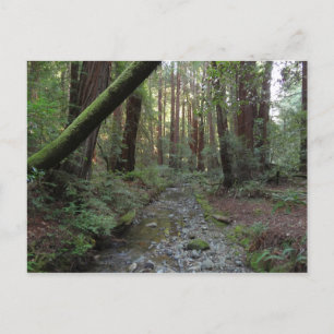 Muir Woods Bach Waldlandschaft Postkarte