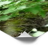 Muir Woods Bridge I Poster (Ecke)