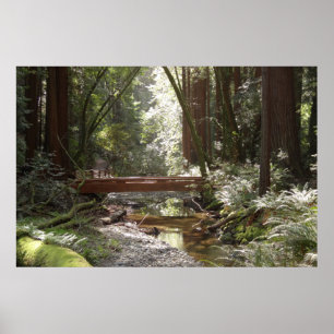 Muir Woods Bridge II Poster