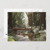 Muir Woods Bridge II Postkarte (Vorne/Hinten)