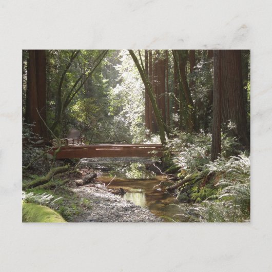 Muir Woods Bridge II Postkarte (Vorderseite)