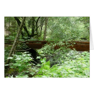 Muir Woods Brücke I