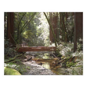 Muir Woods Brücke II Fotodruck