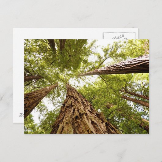 Muir Woods, CA Postkarte (Vorne/Hinten)