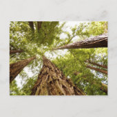 Muir Woods, CA Postkarte (Vorderseite)