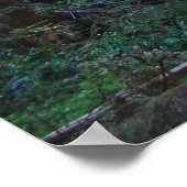 Muir Woods California Poster (Ecke)