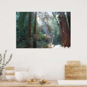 Muir Woods California Poster (Küche)