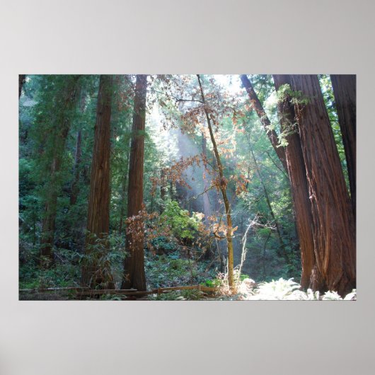 Muir Woods California Poster (Vorne)