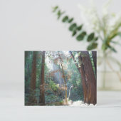 Muir Woods California Postkarte (Stehend Vorderseite)