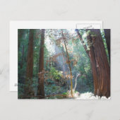 Muir Woods California Postkarte (Vorne/Hinten)
