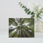 Muir Woods Himmelsansicht Postkarte (Stehend Vorderseite)