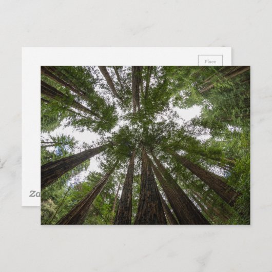 Muir Woods Himmelsansicht Postkarte (Vorne/Hinten)