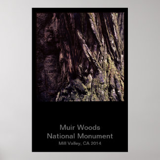 Muir Woods National Monument Color (Dunkel) Poster