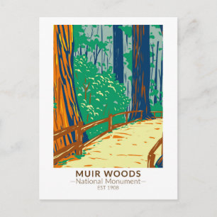 Muir Woods National Monument Kalifornien Vintage Postkarte