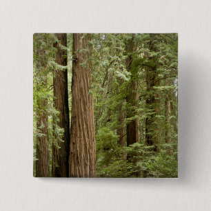 Muir Woods National Monument, Norden Button