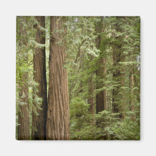 Muir Woods National Monument, Norden Magnet