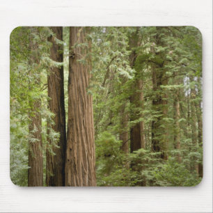 Muir Woods National Monument, Norden Mousepad