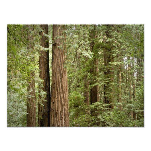 Muir Woods National Monument, Northern Fotodruck (Vorne)