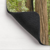 Muir Woods National Monument, Northern Mousepad (Ecke)