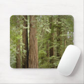 Muir Woods National Monument, Northern Mousepad (Mit Mouse)