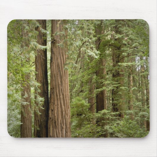 Muir Woods National Monument, Northern Mousepad (Vorne)