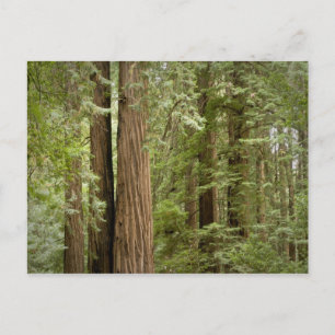 Muir Woods National Monument, Northern Postkarte