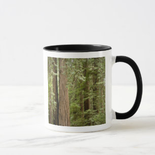 Muir Woods National Monument, Northern Tasse