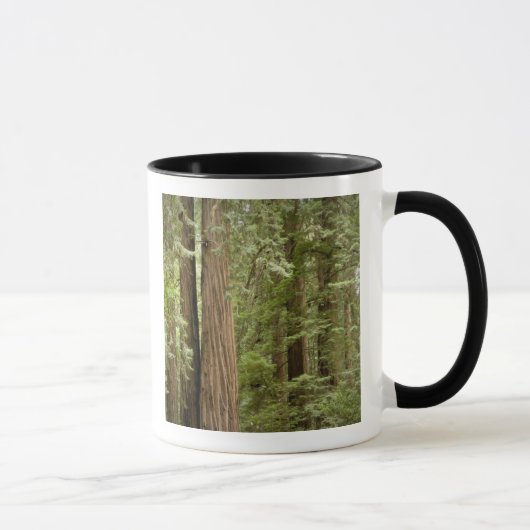 Muir Woods National Monument, Northern Tasse (Rechts)