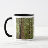 Muir Woods National Monument, Northern Tasse (Links)
