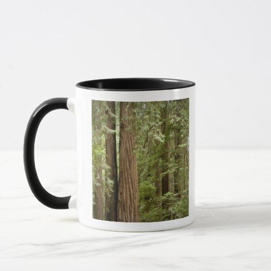 Muir Woods National Monument, Northern Tasse (Links)
