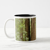 Muir Woods National Monument, Northern Zweifarbige Tasse (Links)