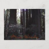 Muir Woods National Monument Travel Foto Postkarte (Vorderseite)