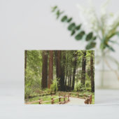 Muir Woods Path I Naturefotografie (Stehend Vorderseite)
