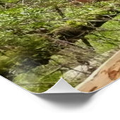 Muir Woods Path I Naturefotografie Poster (Ecke)