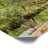 Muir Woods Path I Naturefotografie Poster (Ecke)