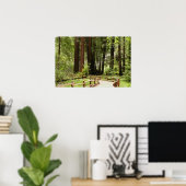 Muir Woods Path I Naturefotografie Poster (Heimbüro)