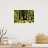 Muir Woods Path I Naturefotografie Poster (Küche)