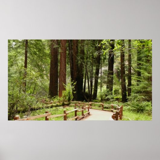 Muir Woods Path I Naturefotografie Poster (Vorne)