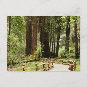 Muir Woods Path I Naturefotografie Postkarte