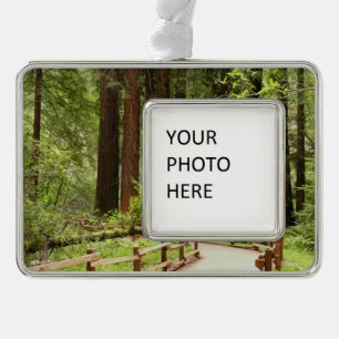Muir Woods Path I Naturefotografie Rahmen-Ornament Silber